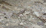 Another pic of the lizard