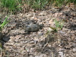 Freshly-emerged-from-hibernation mud turtle, still covered in gooey mud. Connor thought they were very well named.