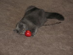 April 15: It was bad enough when Ninwa was stealing grapes out of my fruit bowls to play with them.  Now he's stealing *apples*!