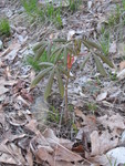 The buckeye Don transplanted is doing well