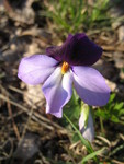 The birdsfoot violets are blooming now