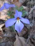 A rather different violet