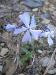 Wild phlox