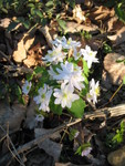 Rue anemone