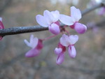Detail of redbuds