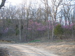 Redbuds on the approach to the house (and Kailyn and Connor in the woods collecting tent caterpillars)