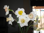 April 17: The last batch of daffodils for the year, picked on our visit to the house yesterday