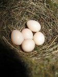 She has five eggs!