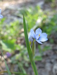 Blue-eyed grass is blooming nicely