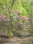 Another very Spring-y scene
