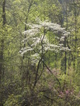 I loved how the sunlight backlit this dogwood.  It says, 