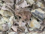 Cute toad Don spotted near the fire ring