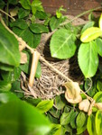 Robin's nest in the vines