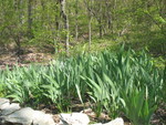 12 of the irises are sending up buds