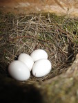 There's one less egg in the barn swallow's nest