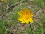 The hawkweed is also just starting to bloom.  In a week or two it should be all over.
