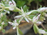 Another view of the stonecrop