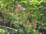 More phlox and fire pinks