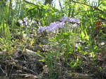 As are the phlox