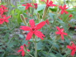 Fire pinks are still in full bloom