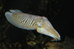 Cuttlefish