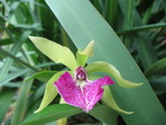Another orchid