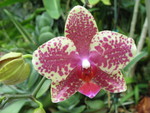 And another orchid