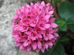 Aha!  Not an orchid!