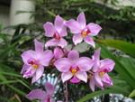 More orchids