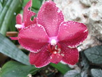 Another orchid