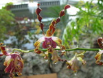 A truly bizarre orchid