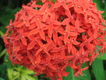 Flowers in the butterfly garden