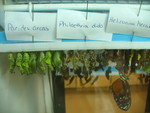 Butterfly hatching window