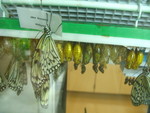 More chrysalii