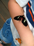 Closeup of the butterfly on Connor's arm