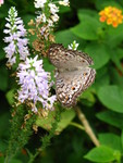 Butterfly on flower