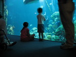 Kids watching the divers on the Secret Reef