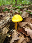 August 26: hiking and cooking out on our land with Amy, Andy, and Tori. Cool yellow mushroom