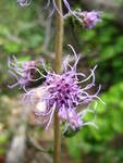 Southern blazing star, aka Liatris aspera