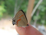 A cute butterfly Kailyn found