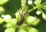 Detail of iridescent wasp