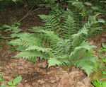 Another pretty fern