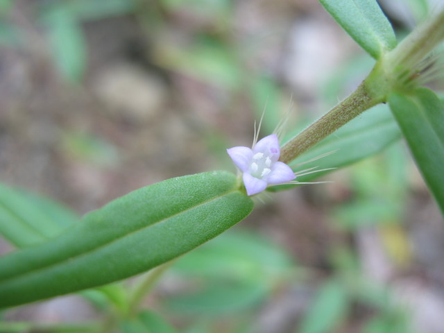 Wildflower now identified by Don's dad as rough buttonweed, Diodia teres