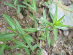 Whole plant