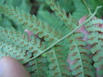Fern sori (what the spores come out of)