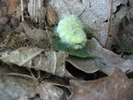 Neat caterpillar -- perhaps a luna moth caterpillar?