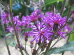 Ironweed