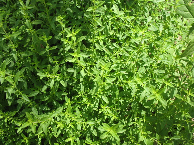 Yet-unidentifed plant that smells like pennyroyal