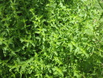 Yet-unidentifed plant that smells like pennyroyal