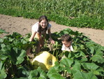 Out to the garden to show the kids their pumpkins: far from ripe yet, but a few are already getting huge!